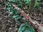 Júdásfülgomba (Auricularia auricula-judae), Budai-hegység
